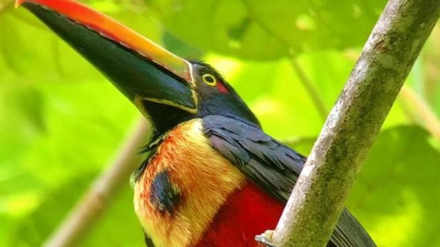 Manuel Antonio: Wildlife and Beach Tour in National Park - Photo 5 (Gallery view)