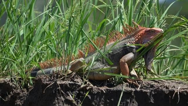 Puntarenas: Wildlife and River Safari Excursion - Photo 5 (Gallery view)