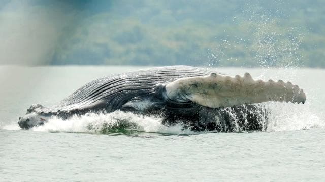 Uvita: Whale & Dolphin Watching Boat Trip w/ Drinks & Snacks - Photo 2 (Gallery view)