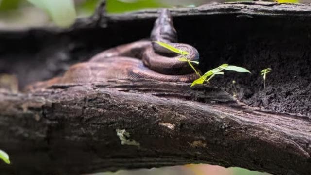 Mangrove Experience from Uvita - Photo 2 (Gallery view)