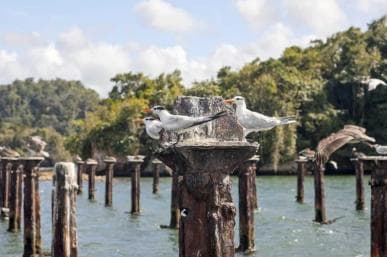 Samana: Visit Samana, Los Haitises Park, and Cayo Levantado Island - Photo 4 (Gallery view)
