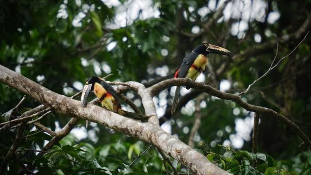 Tortuguero National Park: Jaguar Trail Day Walk Adventure - Photo 4 (Gallery view)