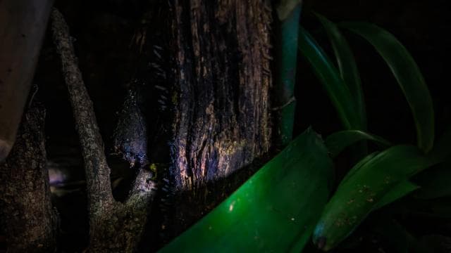 La Fortuna : escapade nocturne forêt et faune - Photo 2 (Gallery view)