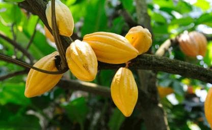 Los Haitises: Cacao & Coffee Rainforest Hike/Boat Tour - Photo 3 (Gallery view)