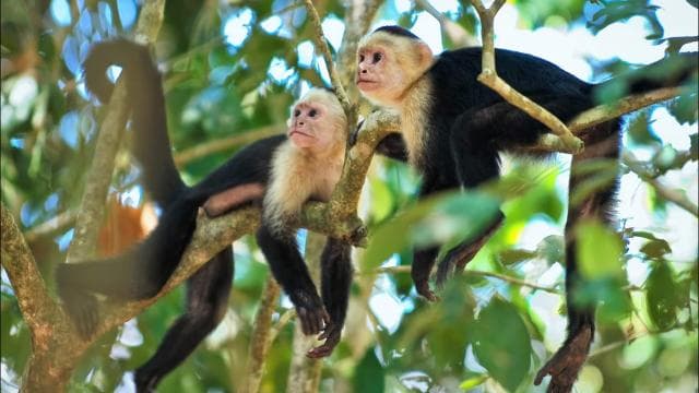 Uvita: Marino Ballena National Park Private Hike & Wildlife - Photo 3 (Gallery view)