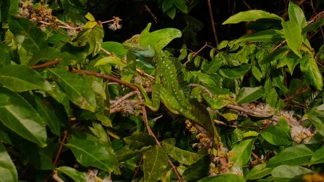 Tortuguero Milli Parkı'nda kano, gece ve gündüz yürüyüşü - Photo 3 (Gallery view)