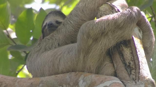 Cahuita: Lazanéző vezetett túra az esőerdőben - Photo 4 (Gallery view)