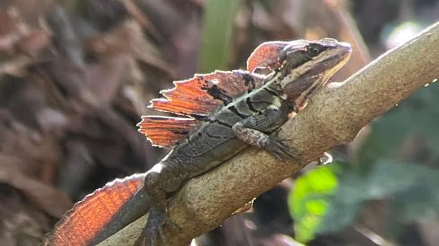 Manuel Antonio National Park: Animal watching hike - Photo 3 (Gallery view)