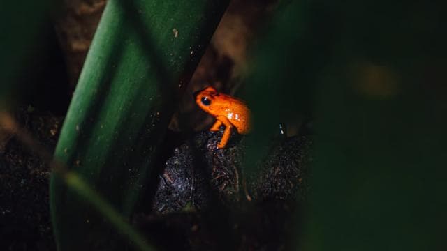 La Fortuna : escapade nocturne forêt et faune - Photo 5 (Gallery view)