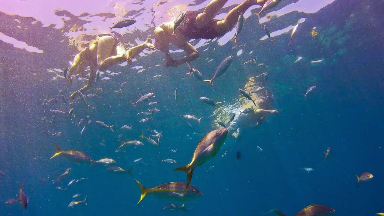 La Romana: tour de snorkel de día completo en la isla Catalina - Photo 2 (Gallery view)