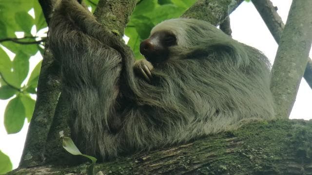 La Fortuna: Sloth Watching Tour - Photo 4 (Gallery view)