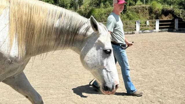 Finca Soley: Liberty Workshop and coaching with Horses - Photo 3 (Gallery view)