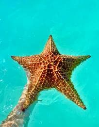 Santo Domingo: Saona Island VIP Full-Day Private Tours Lunch & Open Bar - Dominican Republic