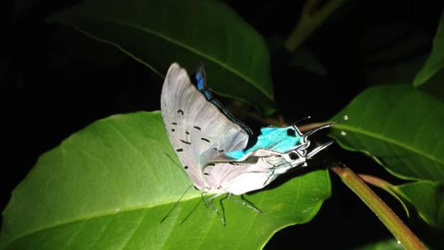 Tortuguero: Night Wildlife Spotting and Jungle Walk - Photo 4 (Gallery view)