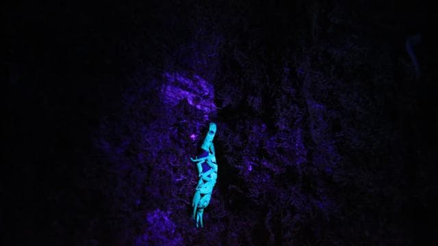 La Fortuna Night Walk in a High Biodiversity Rainforest - Dominican Republic