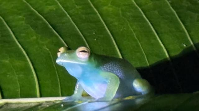 Manuel Antonio: Jungle Night Tour and Buttlerfly Garden - Photo 3 (Gallery view)