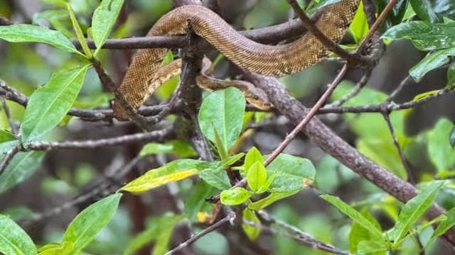 Mangrove Experience from Uvita - Photo 4 (Gallery view)