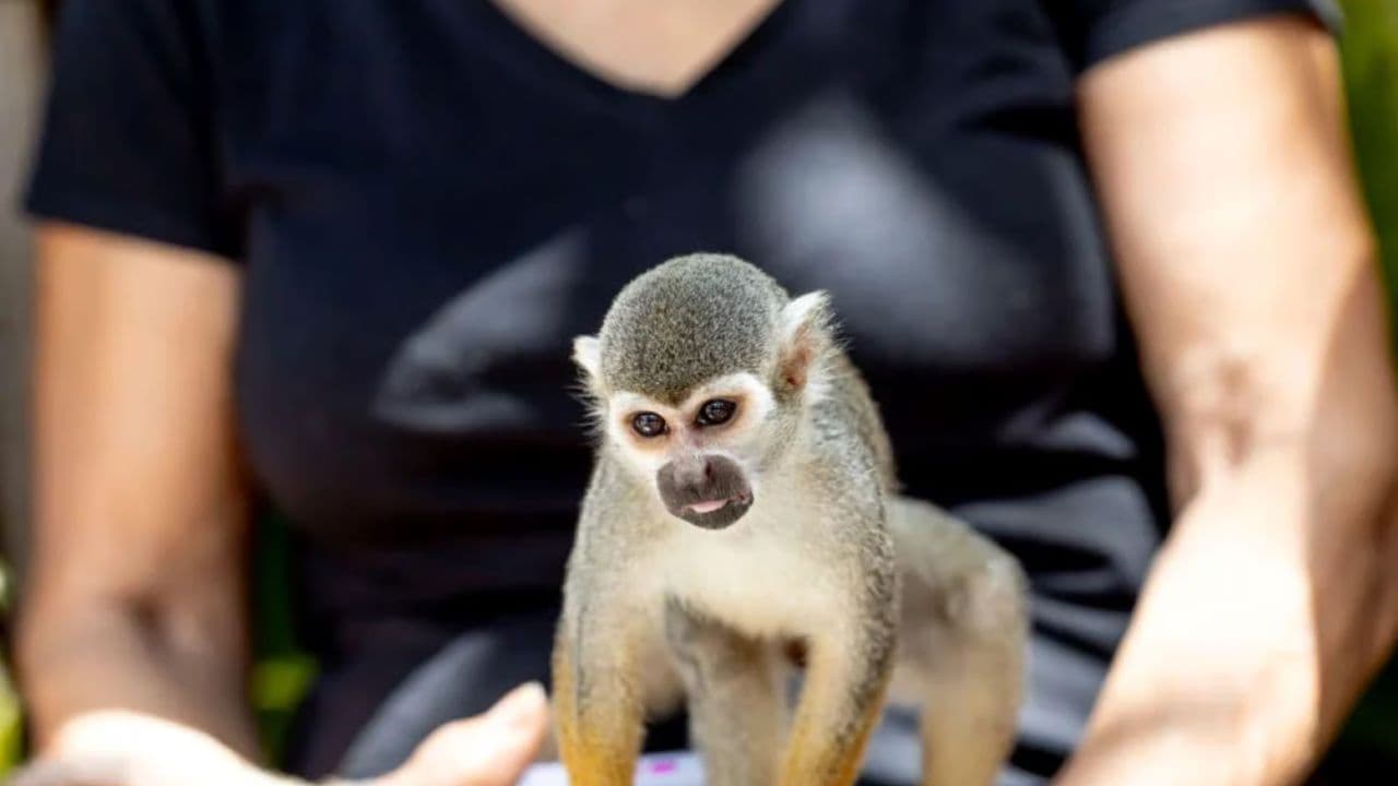 Monkeyland experience + Lunch and transportation - Photo 3 (Gallery view)