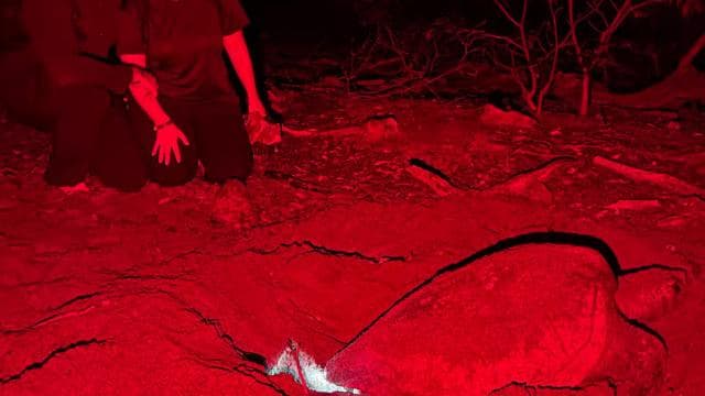 Tamarindo: Turtle Watching Night Tour with Expert Naturalist - Photo 3 (Gallery view)