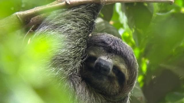 Quepos: Manuel Antonio National Park Guided Tour - Photo 5 (Gallery view)