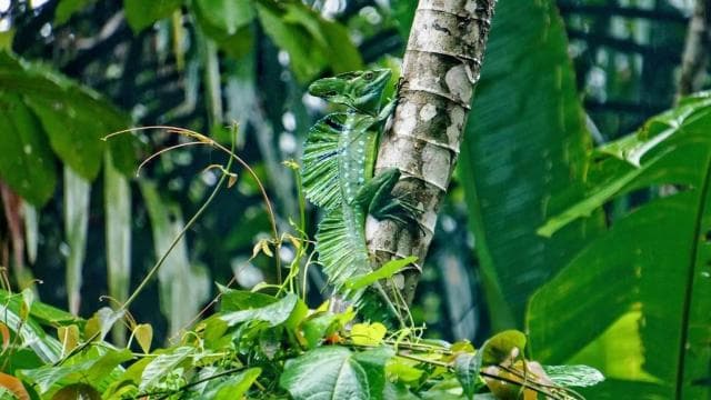 Rafting in Sarapiqui River from La Fortuna: Afternoon tour - Dominican Republic