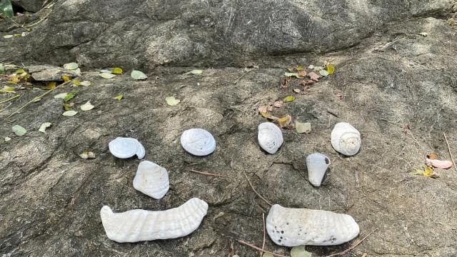 Turtle Nesting/Hatching on a secluded beach near Tamarindo - Dominican Republic