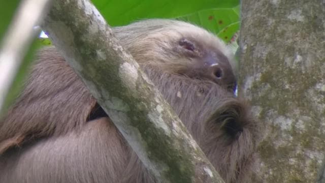 Cahuita: Lazanéző vezetett túra az esőerdőben - Photo 2 (Gallery view)