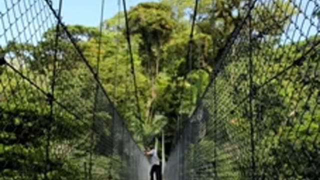 Parque Nacional Arenal: tour en grupo pequeño por puentes colgantes - Photo 3 (Gallery view)