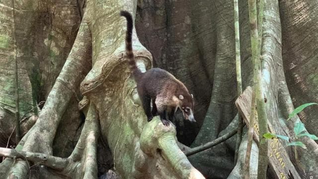Corcovado National Park, San Pedrillo Station, 1-day hike - Photo 4 (Gallery view)