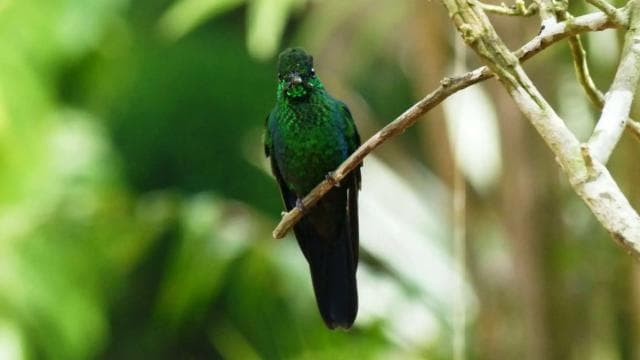 From San José: Monteverde Hanging Bridges Day Trip - Dominican Republic