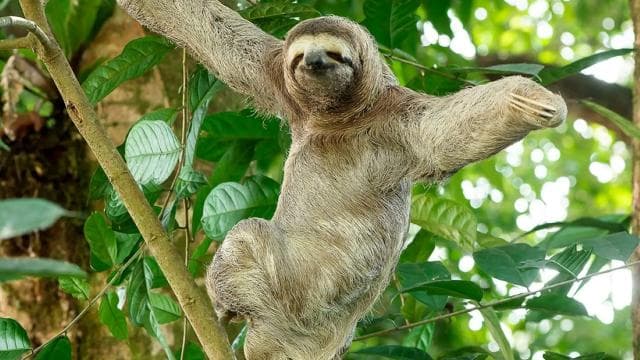 Manuel Antonio: Manuel Antonio National Park Guided Day Trip - Photo 3 (Gallery view)