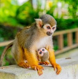 Punta Cana: Monkey Land Half-Day Safari and Plantation - Photo 3 (Gallery view)