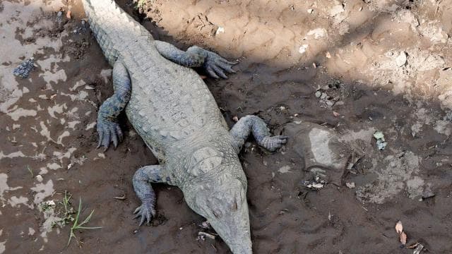 Puerto Limón: Tortuguero, Maratopia, Cahuita, banana plantation, and much more: tour - Dominican Republic
