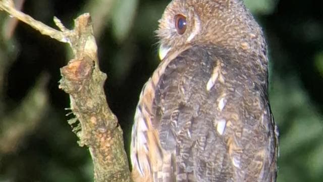 Santa Elena: Wildlife Refuge Monteverde Night Walking Tour - Photo 4 (Gallery view)