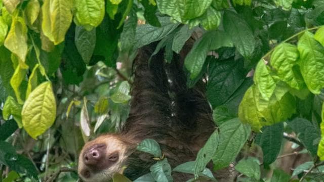 Tortuguero Ulusal Parkı'nda Kano Turu *ŞEHİRDEKİ EN İYİ* - Photo 3 (Gallery view)