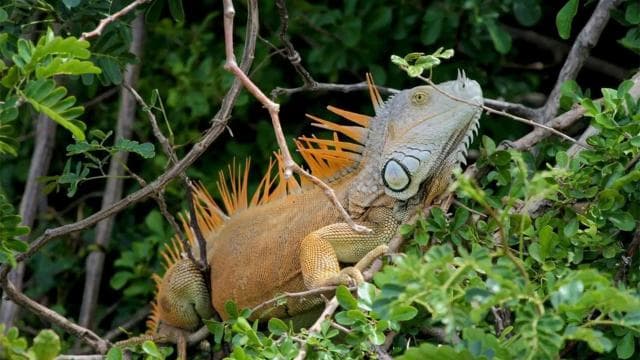 Parc national de Palo Verde : excursion en bateau sur la faune - Photo 3 (Gallery view)