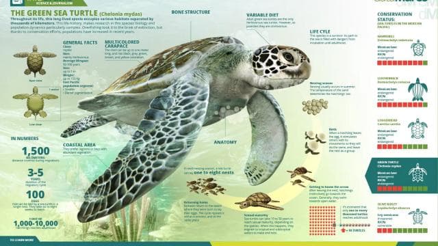 Tortuguero: Nachttour zum Schildkrötennisten - Photo 4 (Gallery view)