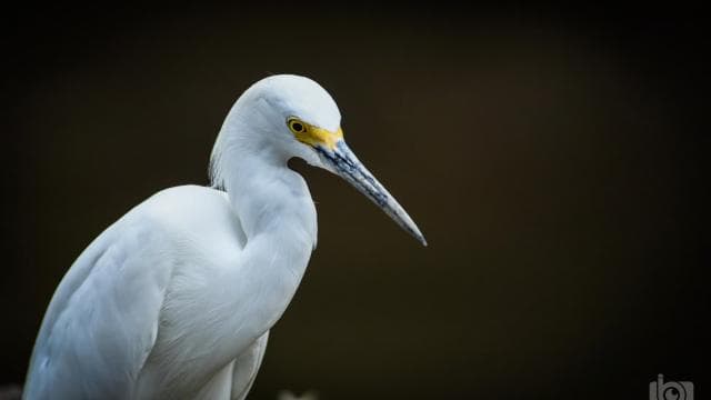 Guanacaste: Palo Verde Boat Tours - Photo 4 (Gallery view)