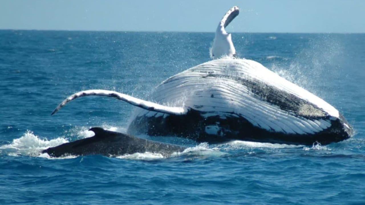Excursion d'observation des baleines d'une demi-journée à Miches - Aventure marine inoubliable - Photo 3 (Gallery view)
