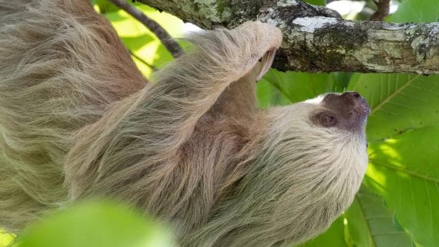 From San José: Full day Manuel Antonio National Park - Dominican Republic