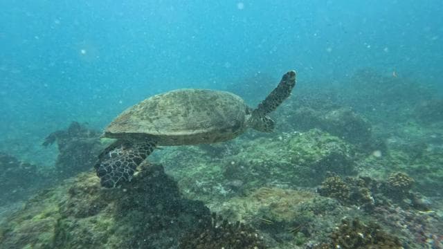 Tur de snorkeling pe Insula Cano de la Uvita - Photo 3 (Gallery view)