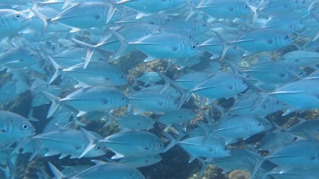 Playa Uvita: Caño Island Snorkeling Tour with Lunch - Photo 3 (Gallery view)