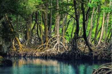 Miches: Los Haitises, Transfer, Walking & Boat tour - Dominican Republic