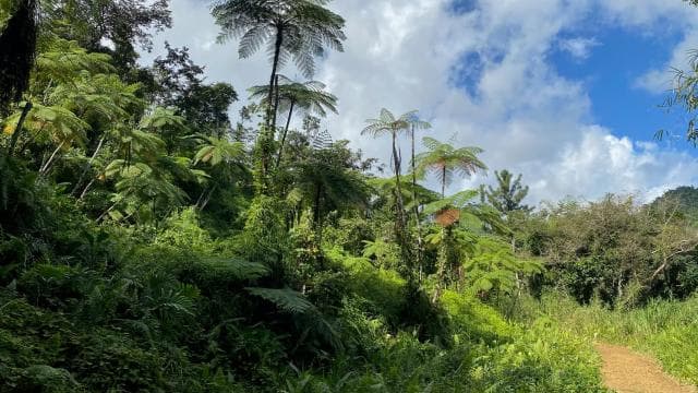Secret Path to Tinajas Falls (El Yunque Rainforest) - Dominican Republic