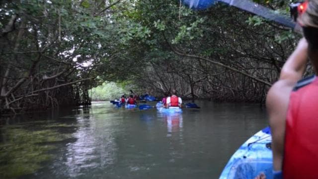 Soti nan San Juan: El Yunque Rainforest & Bio Bay Kayak Combo - Photo 4 (Gallery view)