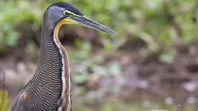 Damas Island: Mangrove Boat Tour - Photo 2 (Gallery view)