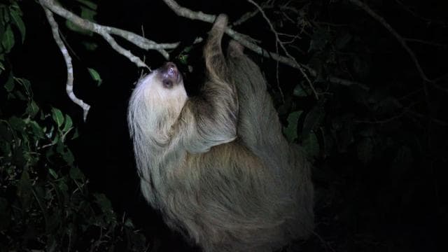 La Fortuna Night Walk in a High Biodiversity Rainforest - Photo 4 (Gallery view)
