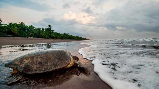 Tortuguero: Nachttour zum Schildkrötennisten - Photo 2 (Gallery view)