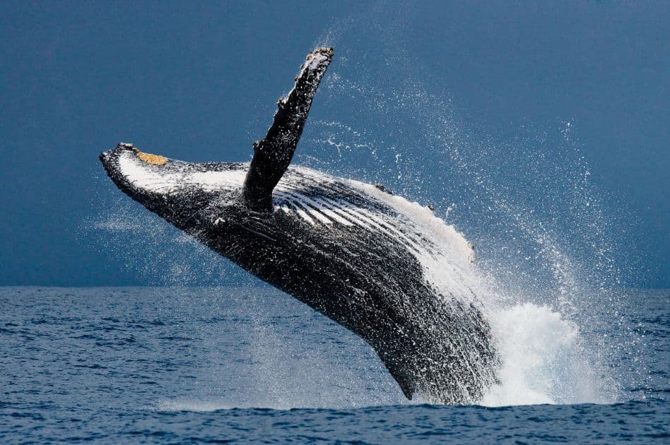 Humpback Whale Watching Experience in Samaná Bay – Half Day Tour From Miches Private - Dominican Republic