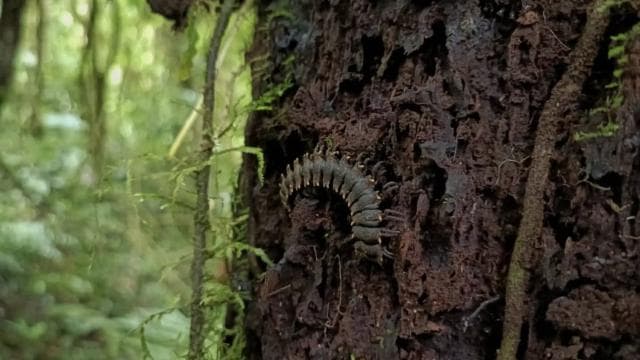 Santa Elena: Private Guided Walk in the Cloud Forest Reserve - Photo 4 (Gallery view)